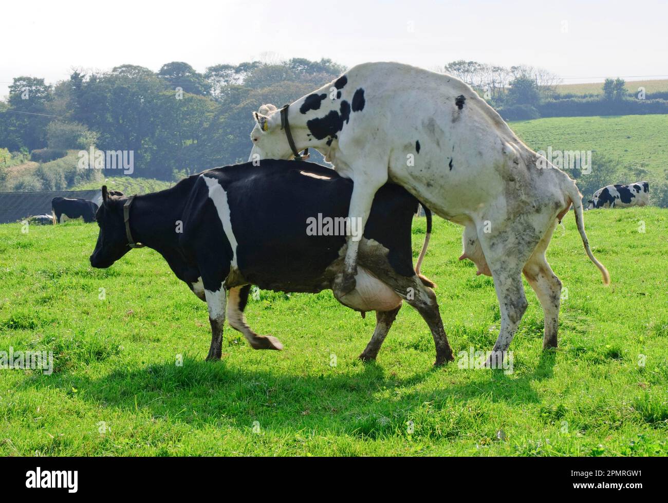 Bovins domestiques, Holstein, vaches, comportement en bulbe, signes de chaleur, St. Ewe, St. Austell, Cornwall, Angleterre, Grande-Bretagne Banque D'Images