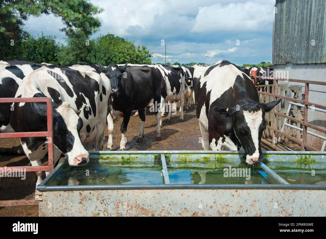 Bovins domestiques, vaches Holstein, troupeau buvant à partir de la cuvette d'eau, Cheshire, Angleterre, Royaume-Uni Banque D'Images