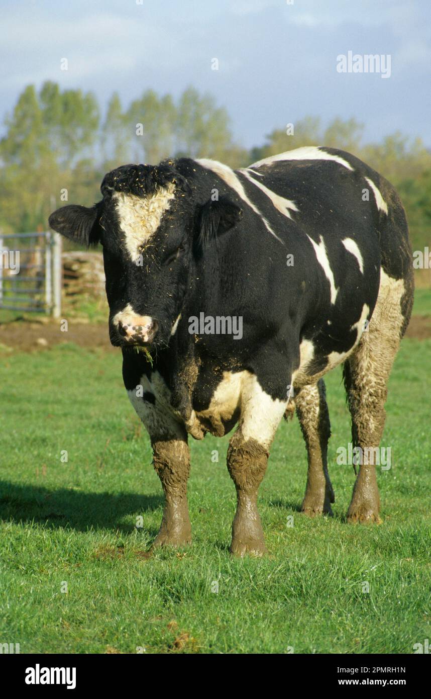 Bovins domestiques, taureau bleu belge, debout dans le champ, Angleterre, Grande-Bretagne Banque D'Images