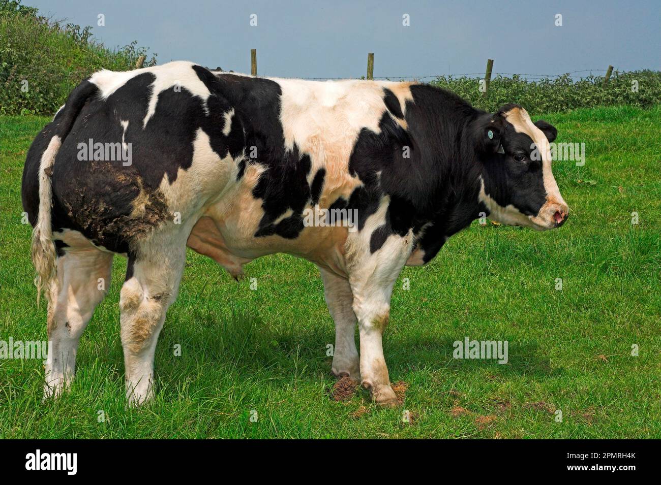 Bovins domestiques, veau de taureau bleu belge, debout dans le champ, Angleterre, Grande-Bretagne Banque D'Images
