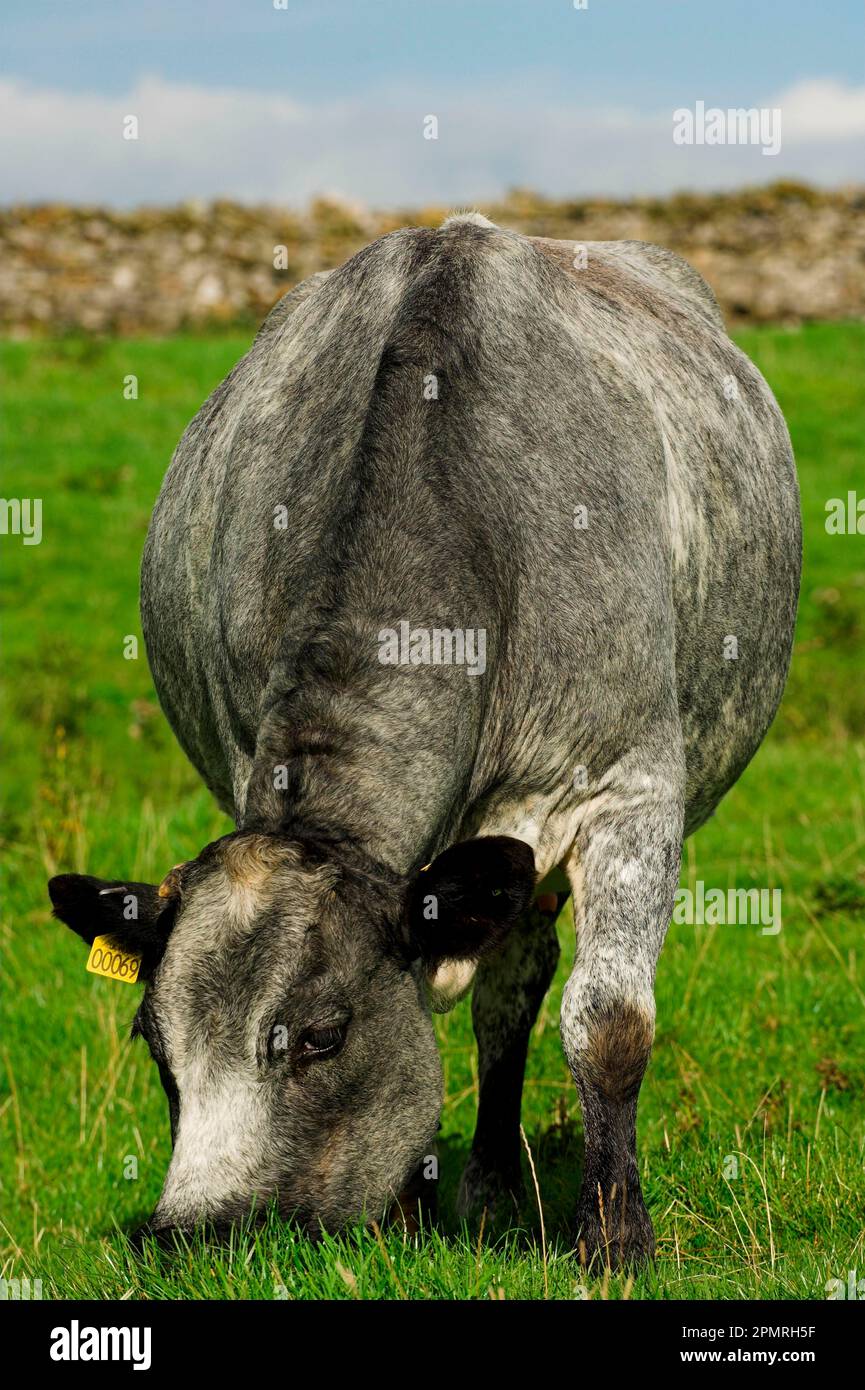 Bovins domestiques, vache à lait bleue belge sur ferme de montagne, pâturage, Angleterre, Grande-Bretagne Banque D'Images