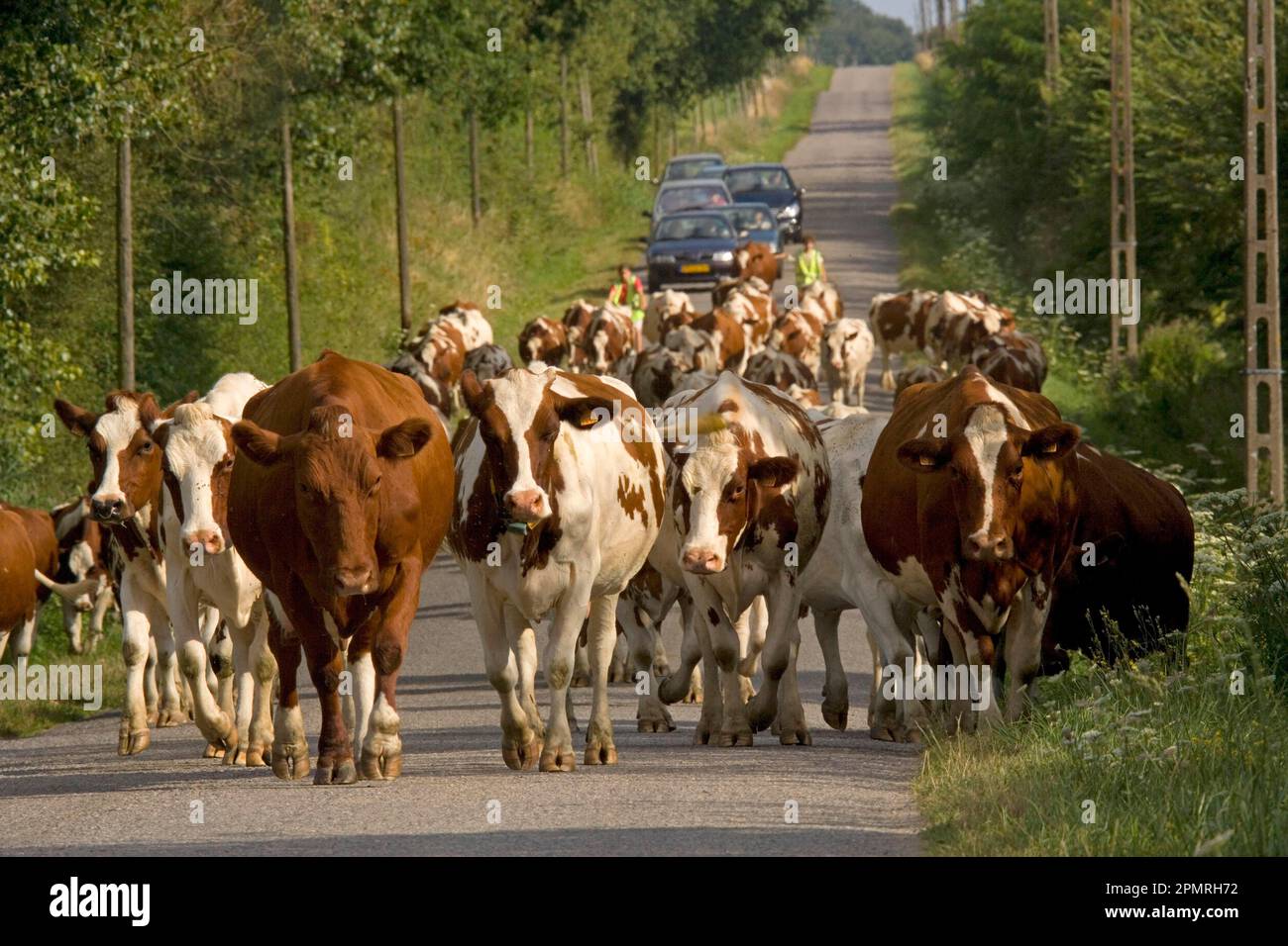 Bétail domestique, troupeau laitier conduit le long d'une route de campagne, près de Mezieres, Brenne, France, été Banque D'Images