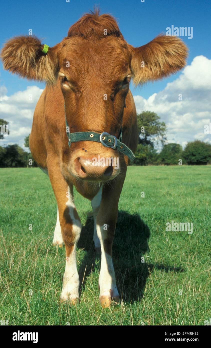 Bovins domestiques, vache Guernesey, debout dans le champ Banque D'Images