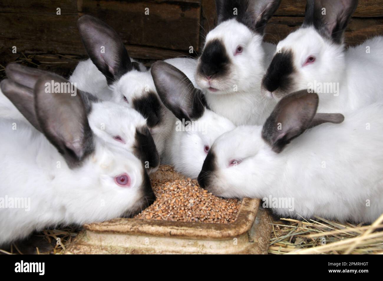 Un jeune lapin de la race californienne Banque D'Images