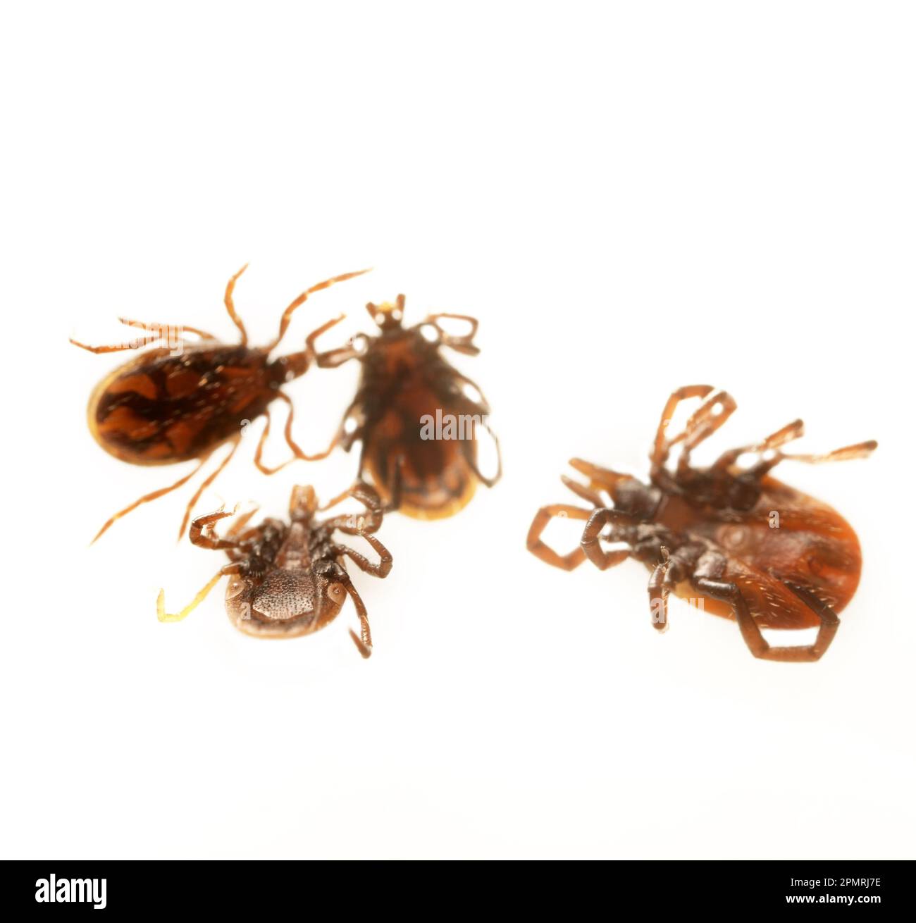 Ces tiques ont été retirées d'un chien dans une forêt europienne à feuilles larges. Distributeurs d'infection. Super gros plan, vue du dessus et du dessous Banque D'Images