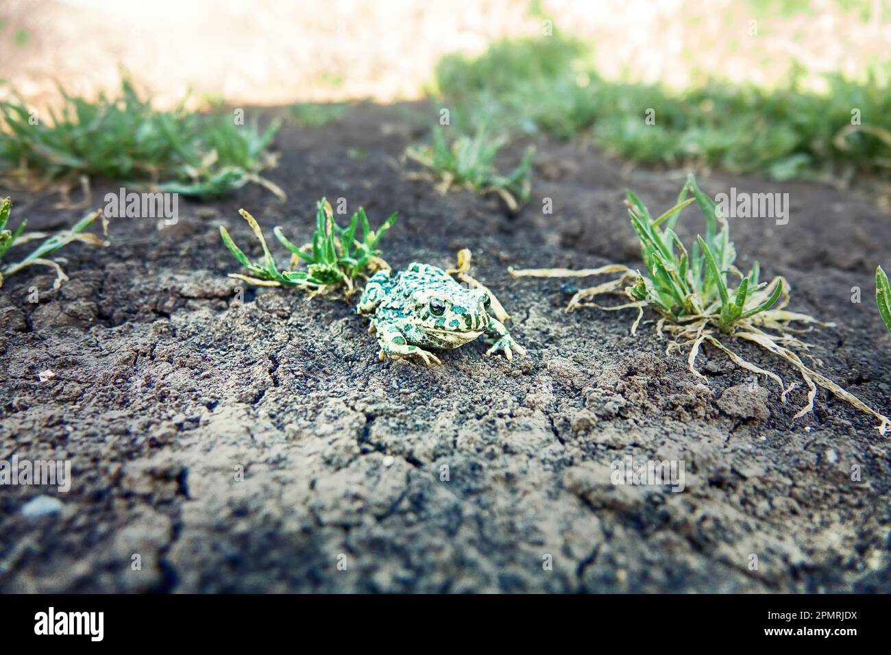 Un jeune crapaud vert européen (crapaud variable, Bufo viridis) sur terre sèche. Coloration assimilable (pas dans ce cas) et sécrétions toxiques sur la peau. Op Banque D'Images