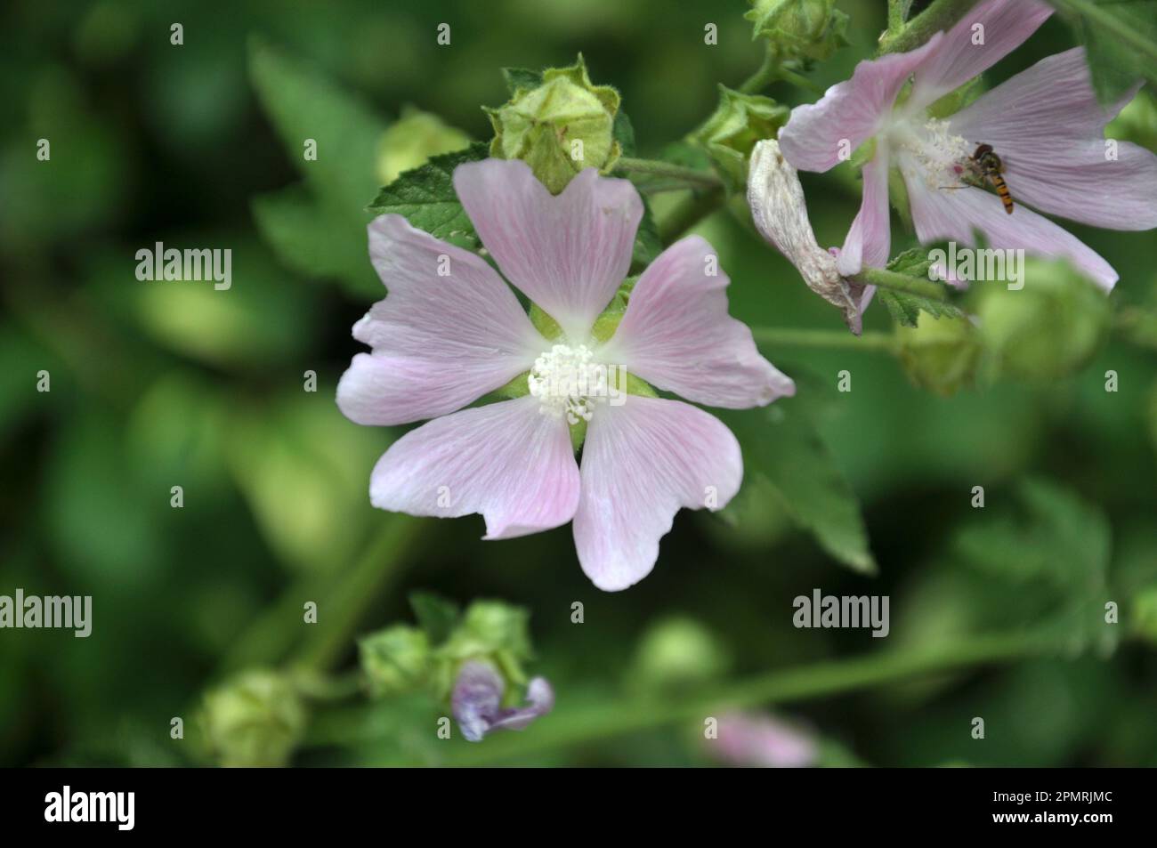 En été, la malow grandit et fleurit dans la nature Banque D'Images