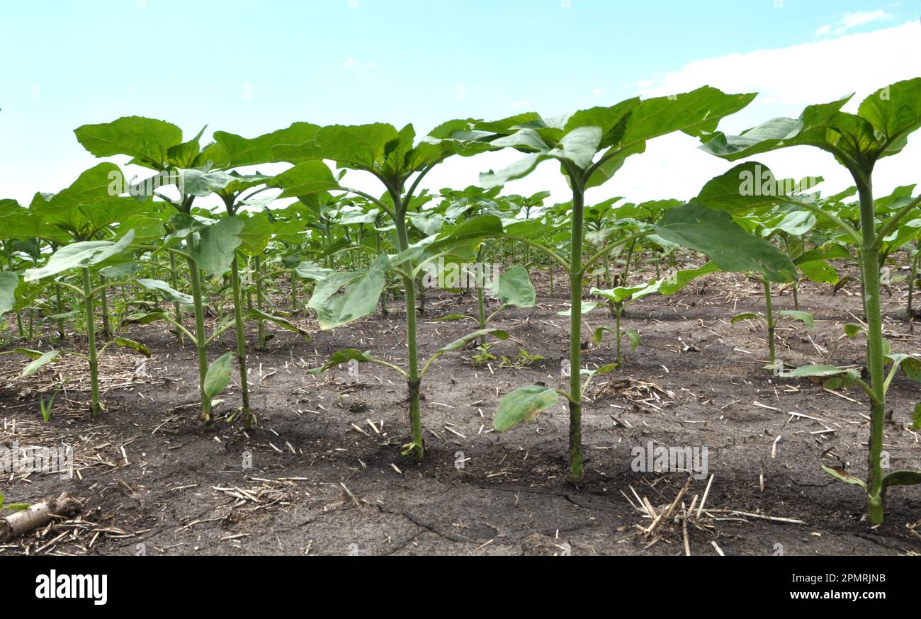 Au champ, le jeune tournesol utilisant des herbicides est protégé des mauvaises herbes Banque D'Images