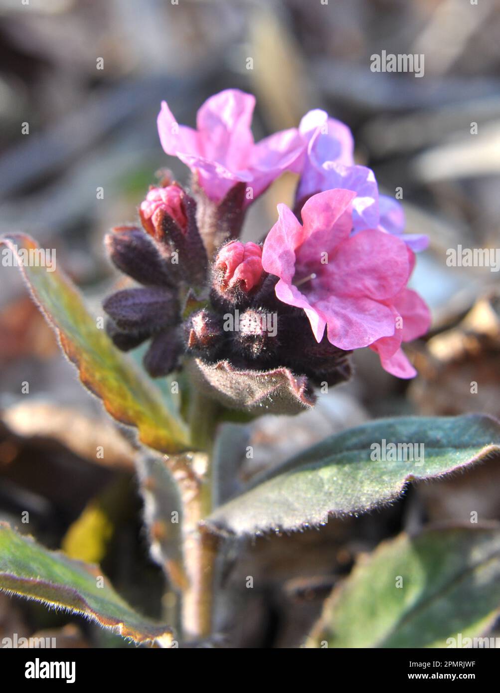 La plante printanière du début lungwort (Pulmonaria) fleurit dans la forêt sauvage Banque D'Images
