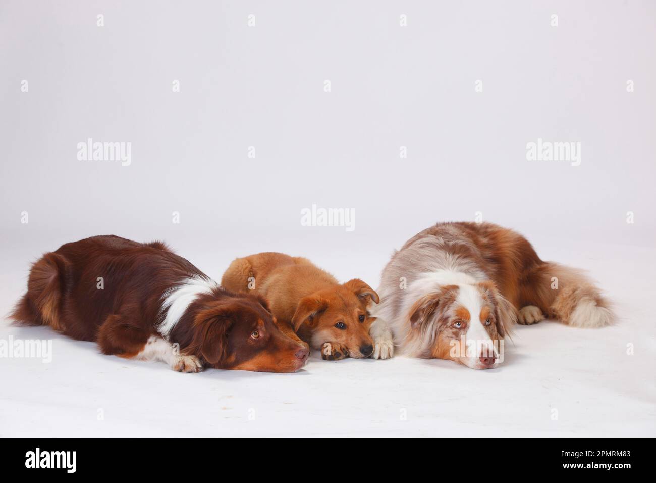 Berger australien, mâles et renard Harzer, chiot, 3 mois Banque D'Images