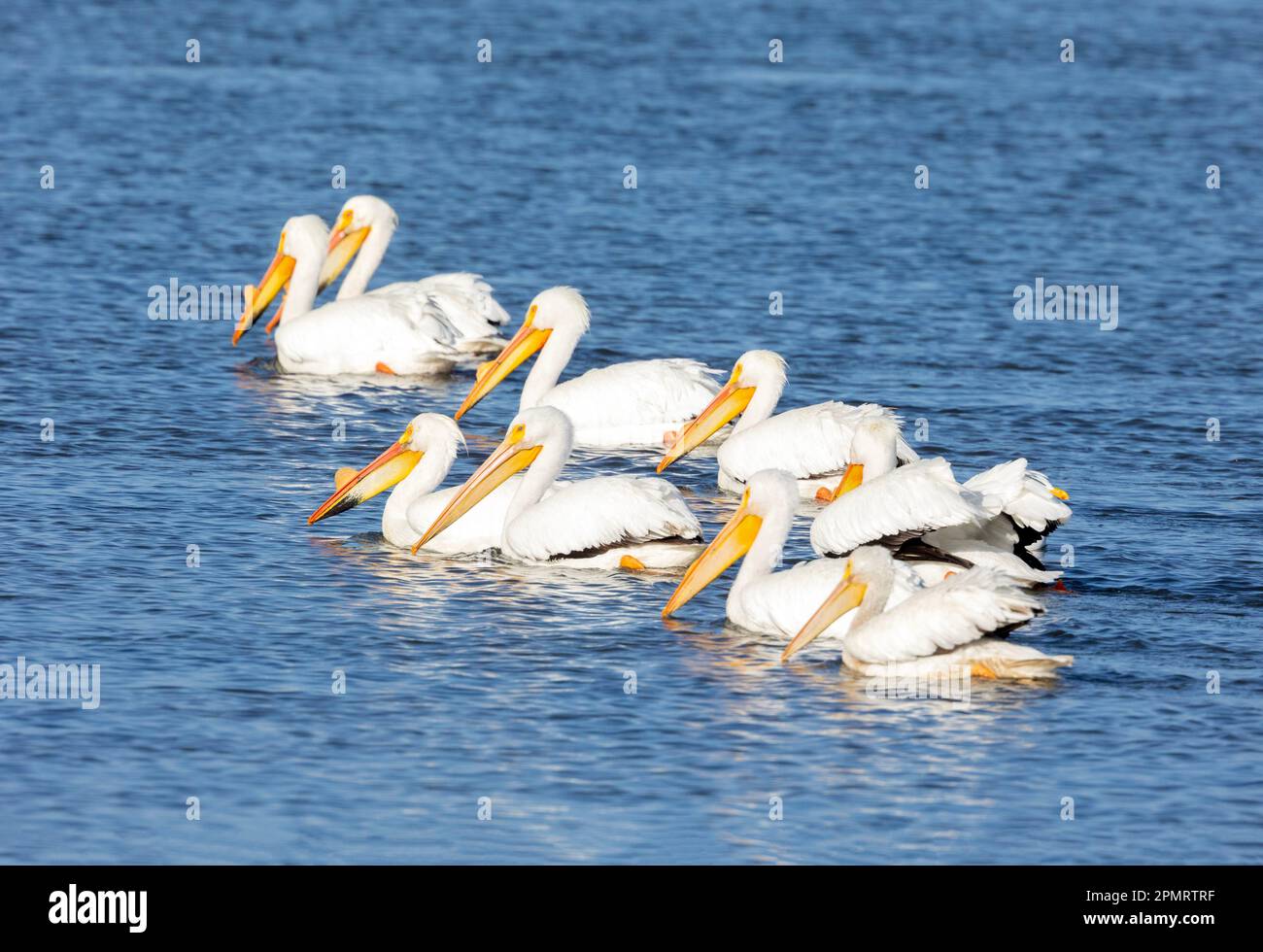 Neuf pélicans blancs américains nageurs Banque D'Images