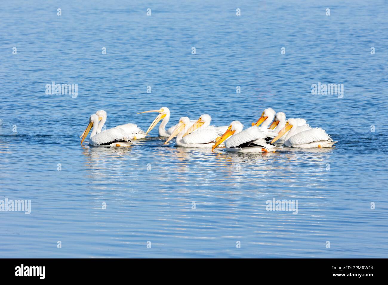 Neuf blancs blancs américains blancs Pélicans natation Banque D'Images