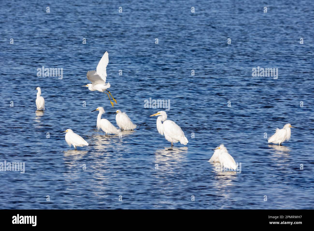 Sept Egrets enneigés et un Grand Egret Banque D'Images