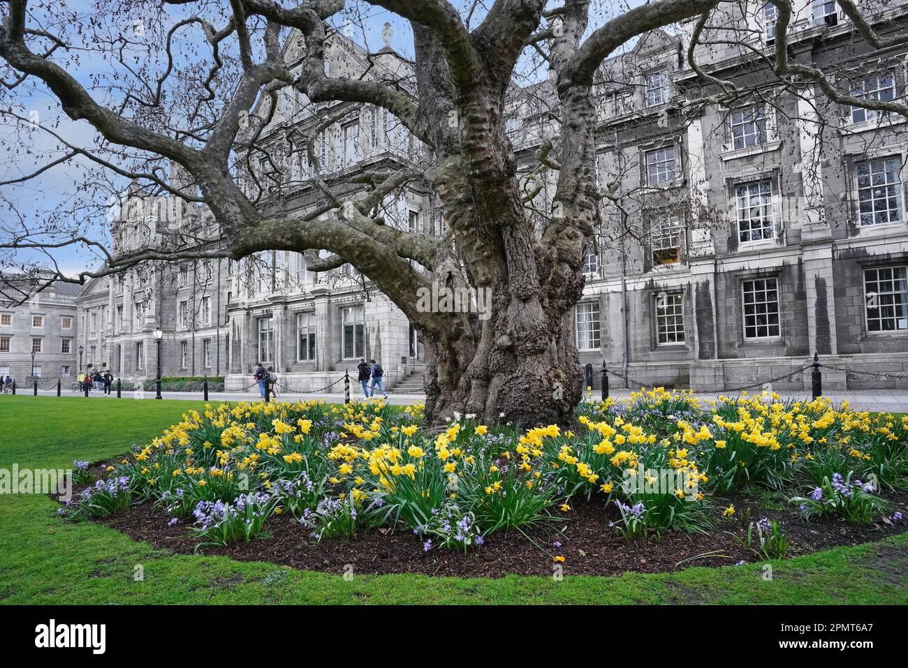 Trinity College, Dublin, ancien arbre en face du bâtiment, entouré de fleurs printanières Banque D'Images