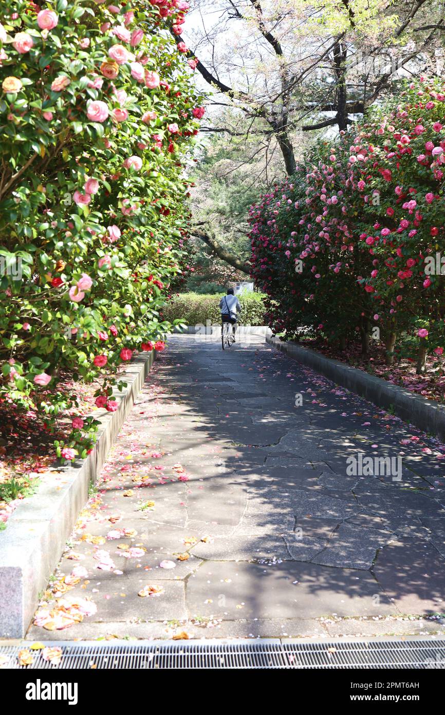 Sendai, Miyagi, Japon, avril 2023.avec des fleurs roses de camellia. Banque D'Images