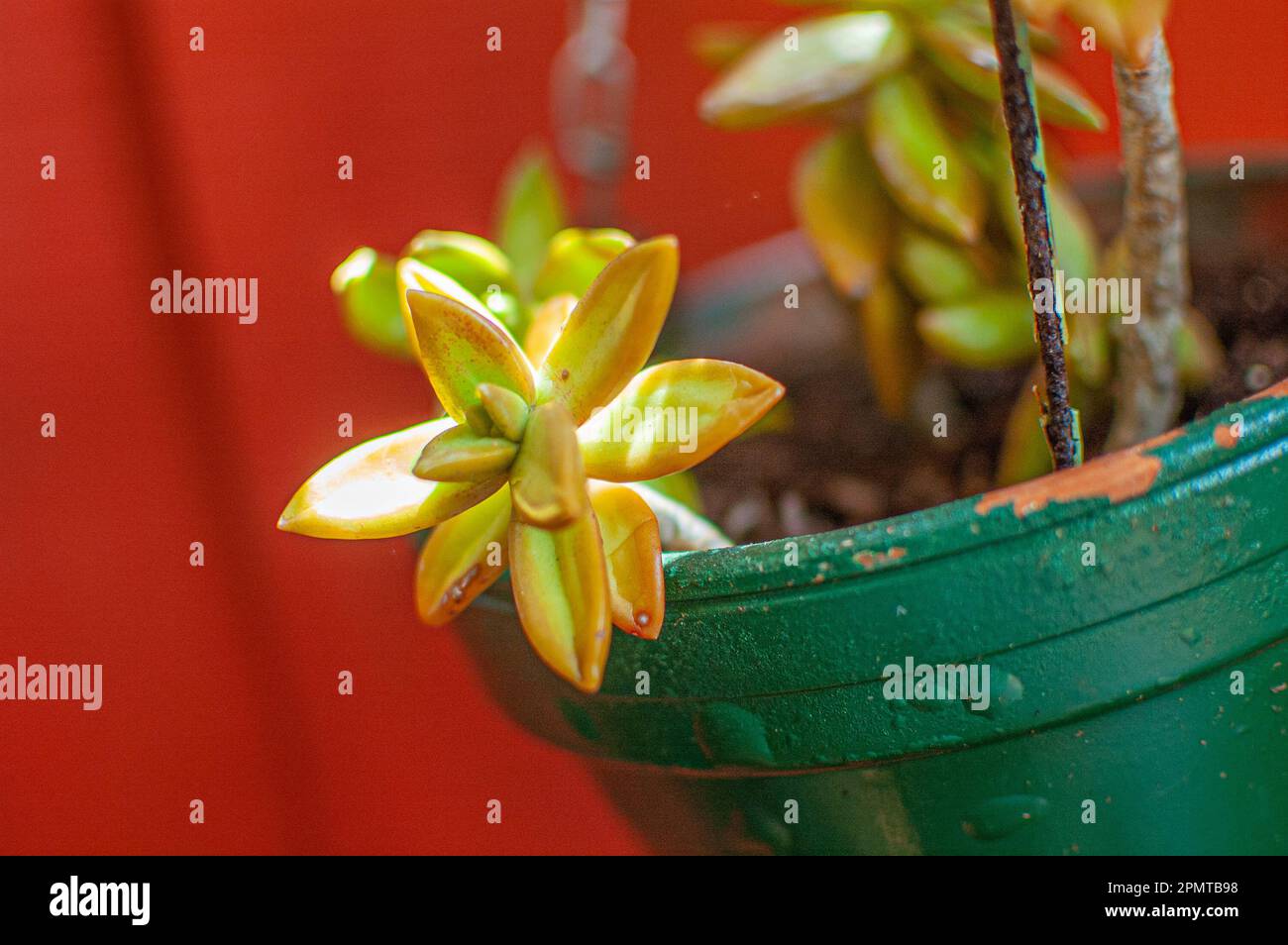 Petite plante vivant dans un pot suspendu dans le jardin de l'arrière-cour Banque D'Images