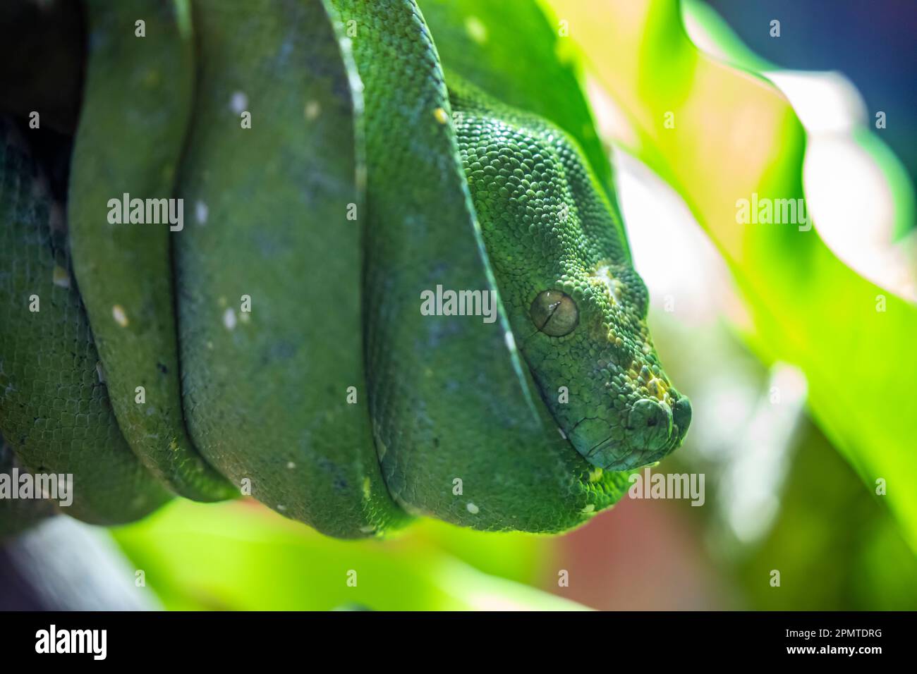 Le python vert (Morelia viridis) est une espèce de serpent de la famille des Pythonidae, un serpent vert vif vivant généralement dans les arbres. Banque D'Images