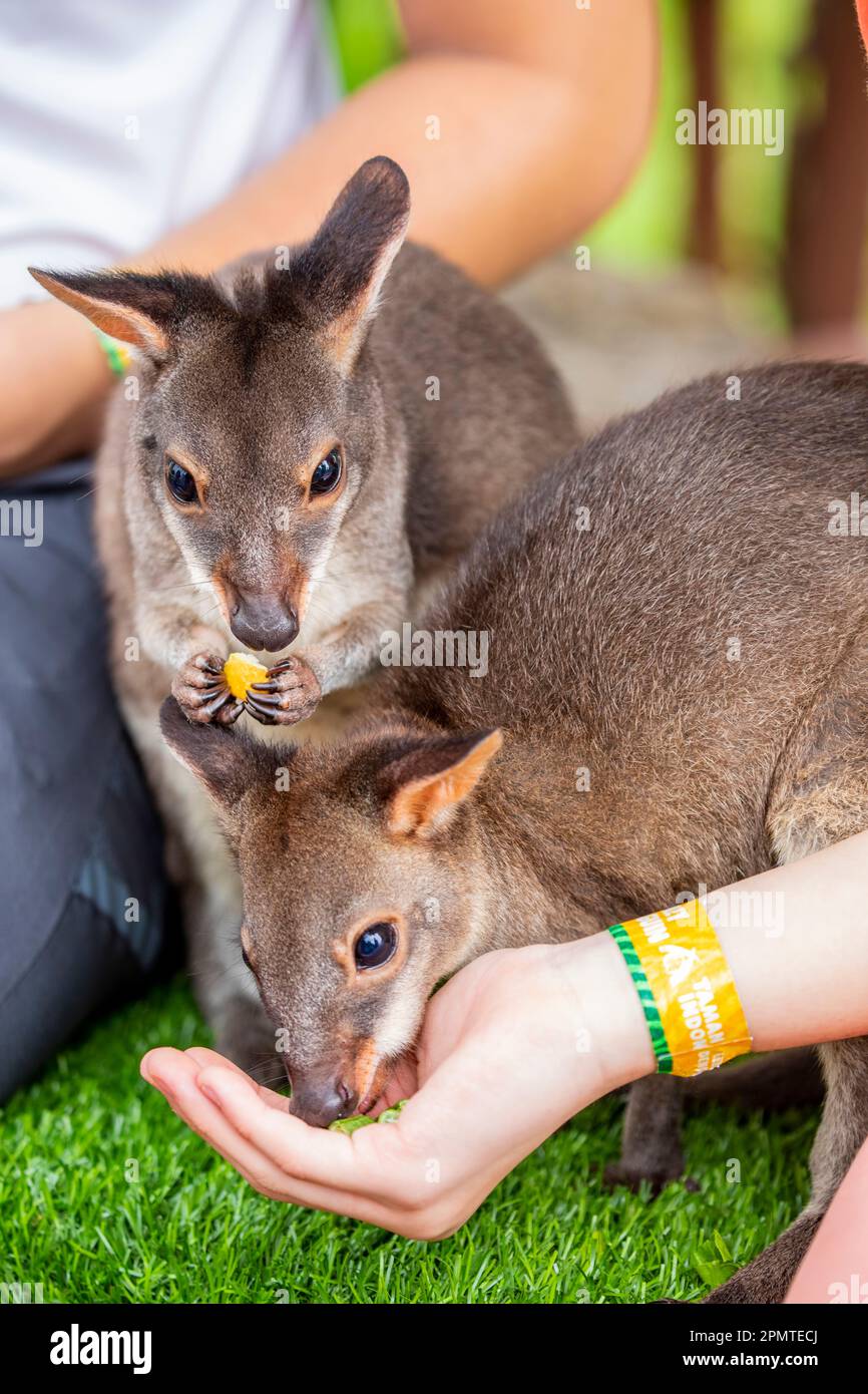 La photo du wallaby dusky (Thylogale brunii). Une espèce de marsupial de la famille des Macropodidae. Il se trouve dans les îles Aru et Kai Banque D'Images