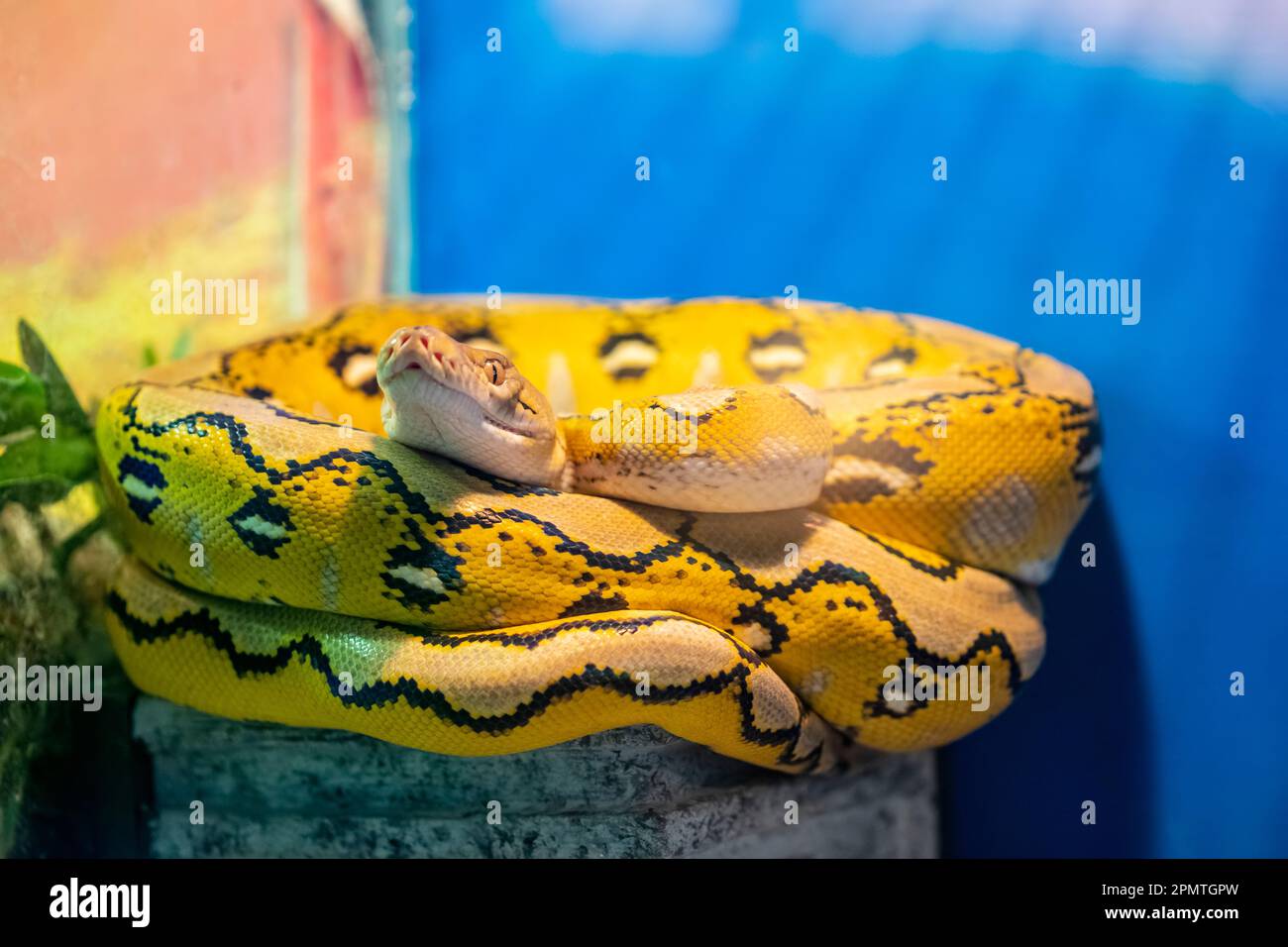 Le python réticulé (Malayopython reticulatus) est une espèce de serpent de la famille des Pythonidae. L'espèce est originaire de l'Asie du Sud et du Sud-est Banque D'Images