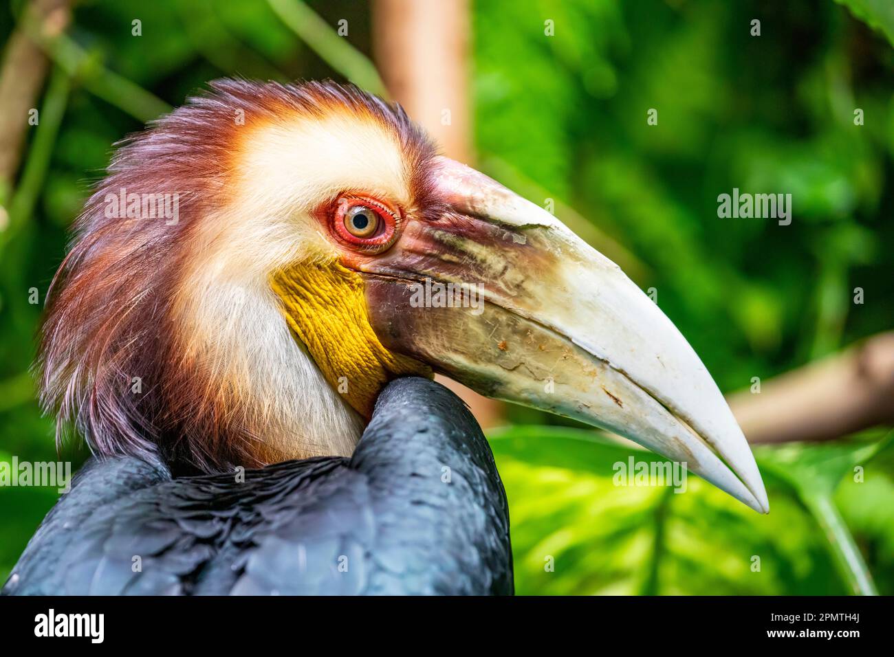 Le mâle a fait un charme. Il (Rhyticeros undulatus) est un oiseau tropical du Vieux monde de la famille des Bucerotidae. Banque D'Images