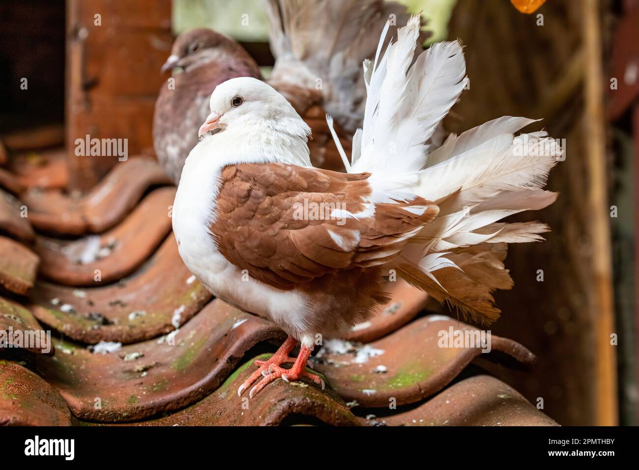 La queue de Fantail est une race populaire de pigeon fantaisie, elle se caractérise par une queue en forme de éventail composée de 30 à 40 plumes Banque D'Images