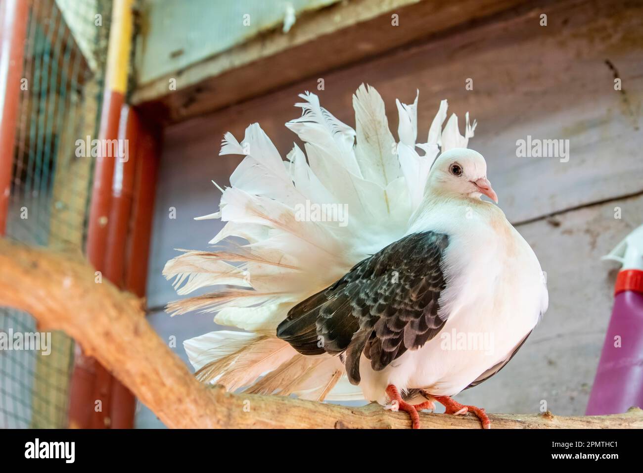 La queue de Fantail est une race populaire de pigeon fantaisie, elle se caractérise par une queue en forme de éventail composée de 30 à 40 plumes Banque D'Images