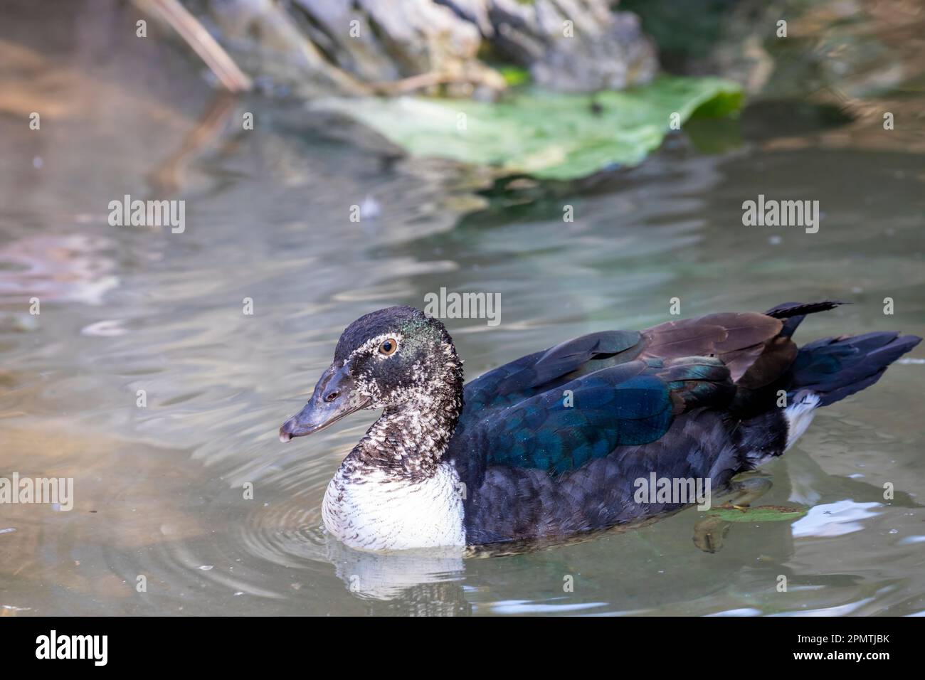 Le canard à peigne (Sarkidiornis sylvicola) est un canard inhabituel, présent dans les terres humides tropicales de l'Amérique du Sud continentale. Le mâle a un grand noir Banque D'Images