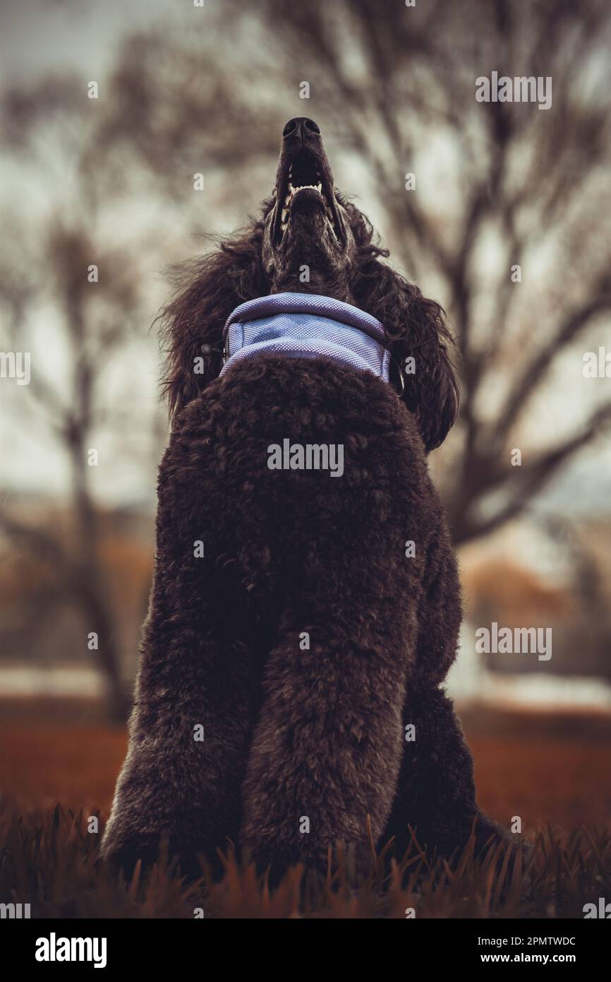 Chien Poodle / Pudel / Caniche standard grande adulte (noir) portrait Banque D'Images