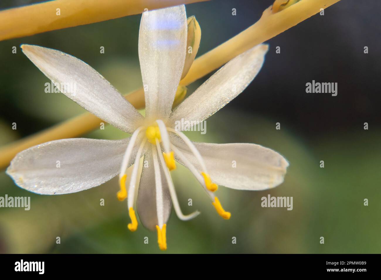 Une fleur blanche de Chlorophytum comosum macro Banque D'Images