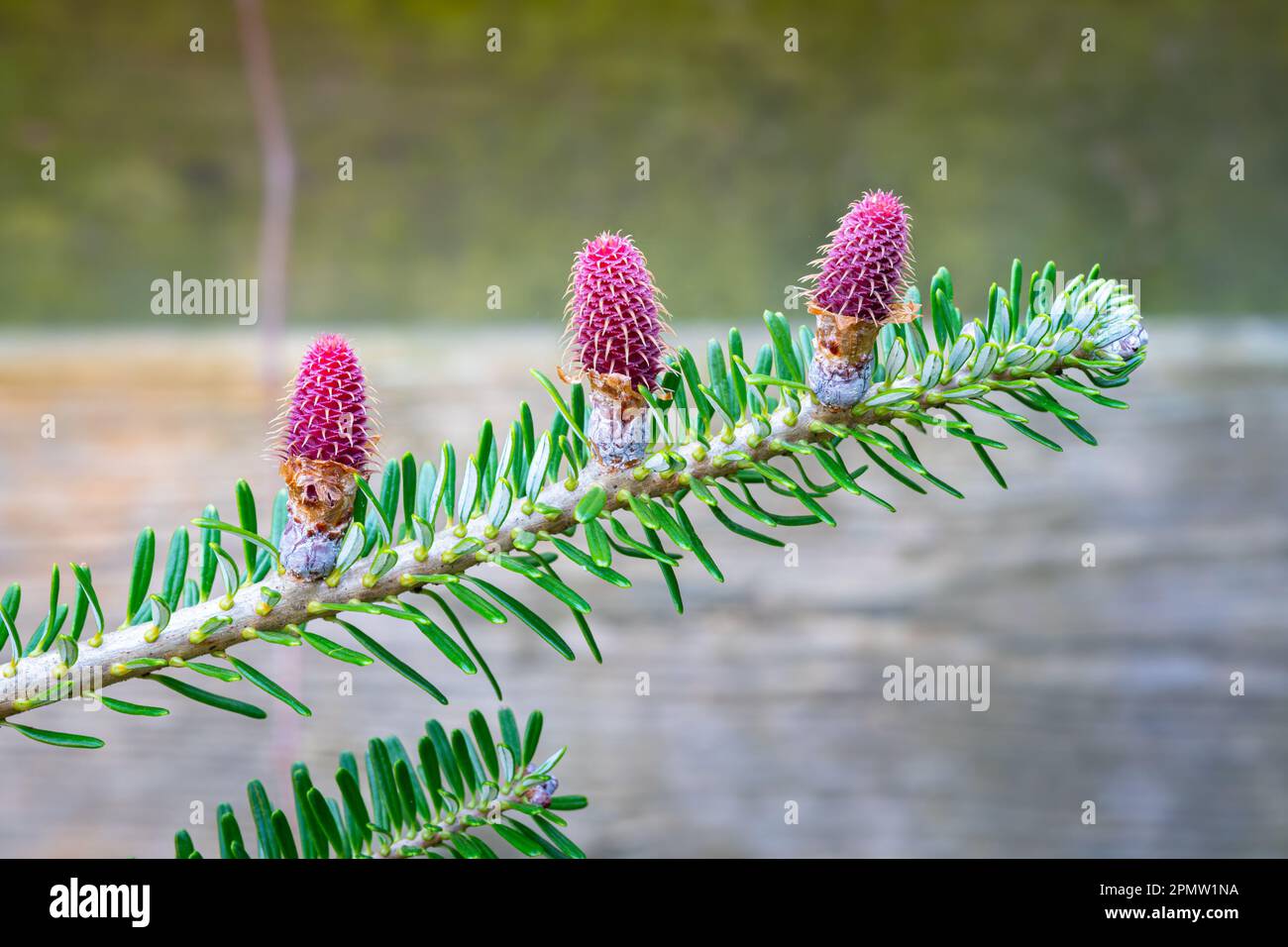 Trois jeunes cônes violets sur une branche d'un sapin coréen (Abies koreana) Banque D'Images