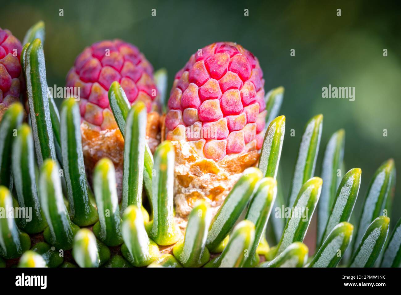 Image macro du pollen mâle violet de sapin espagnol (Abies pinsapo) Banque D'Images