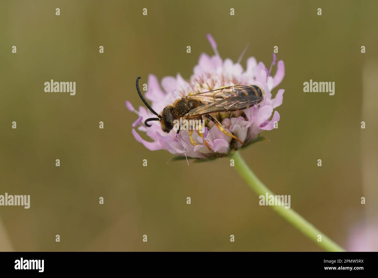 Gros plan naturel sur une abeille mâle de grand sillon, Halictus scabiosa sur une fleur rose scabieuse, Scabiosa columbaria Banque D'Images