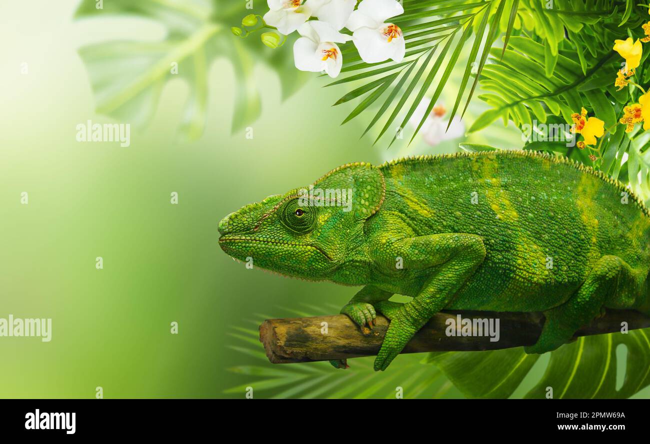Chameleon vert sur une branche d'arbre entourée de feuilles et de fleurs tropicales. Bannière Banque D'Images