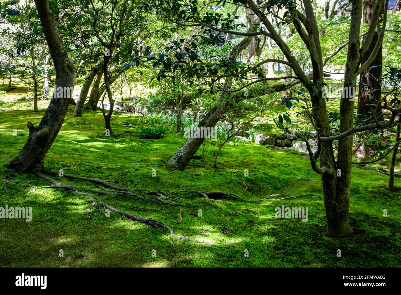 Avril 2023, Kyoto Japon, le temple de Ginkaku-Ji et ses jardins lors d'une journée ensoleillée de printemps, comprend un jardin de sable sec et des terrains couverts de mousse, Japon Banque D'Images