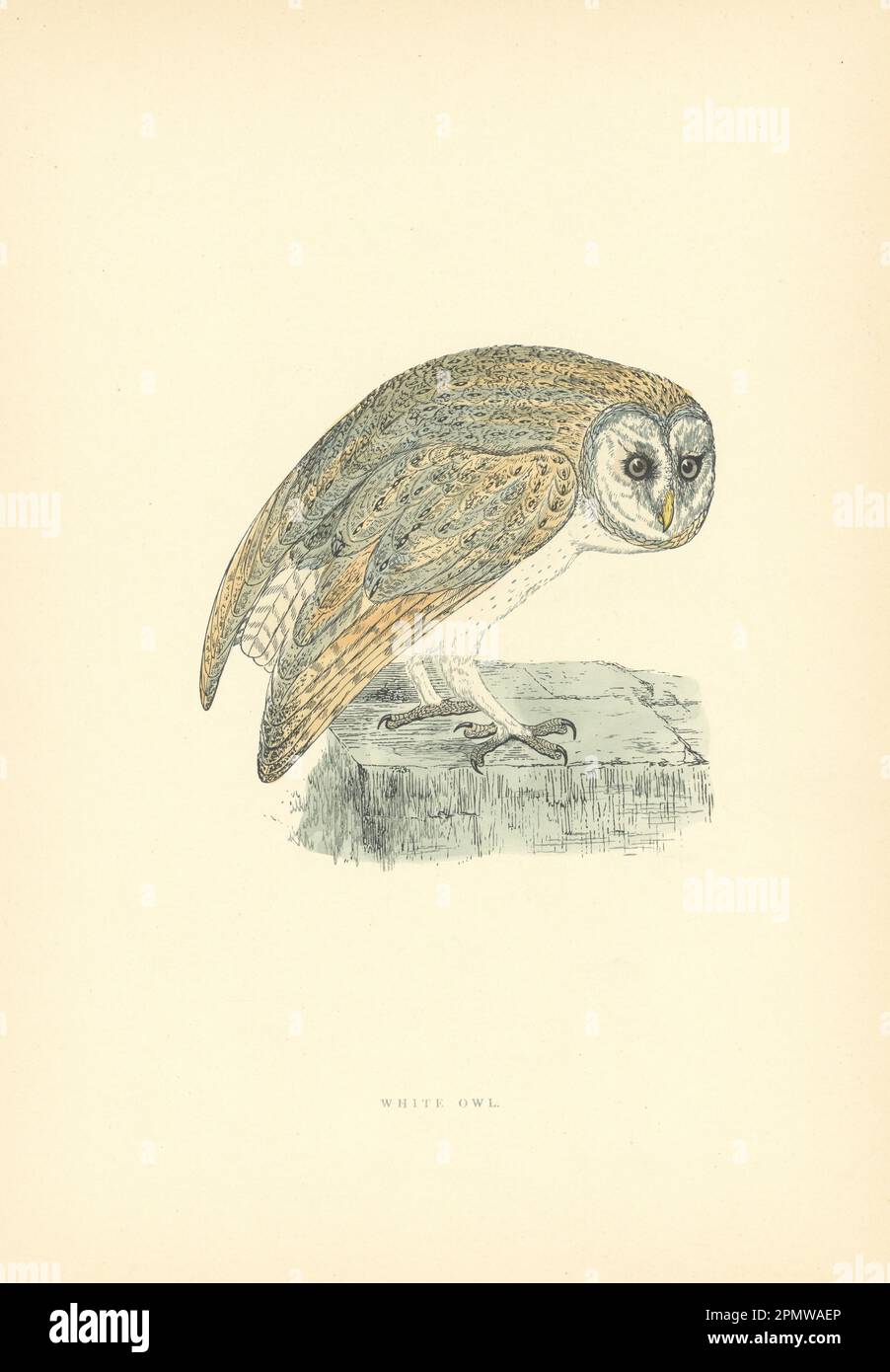 Hibou blanc. Morris's British Birds. Imprimé couleur antique 1903 vieux Banque D'Images