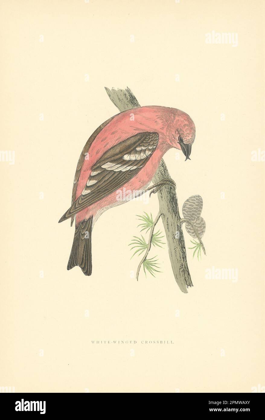 Crossbill à ailes blanches. Morris's British Birds. Impression couleur antique 1903 Banque D'Images