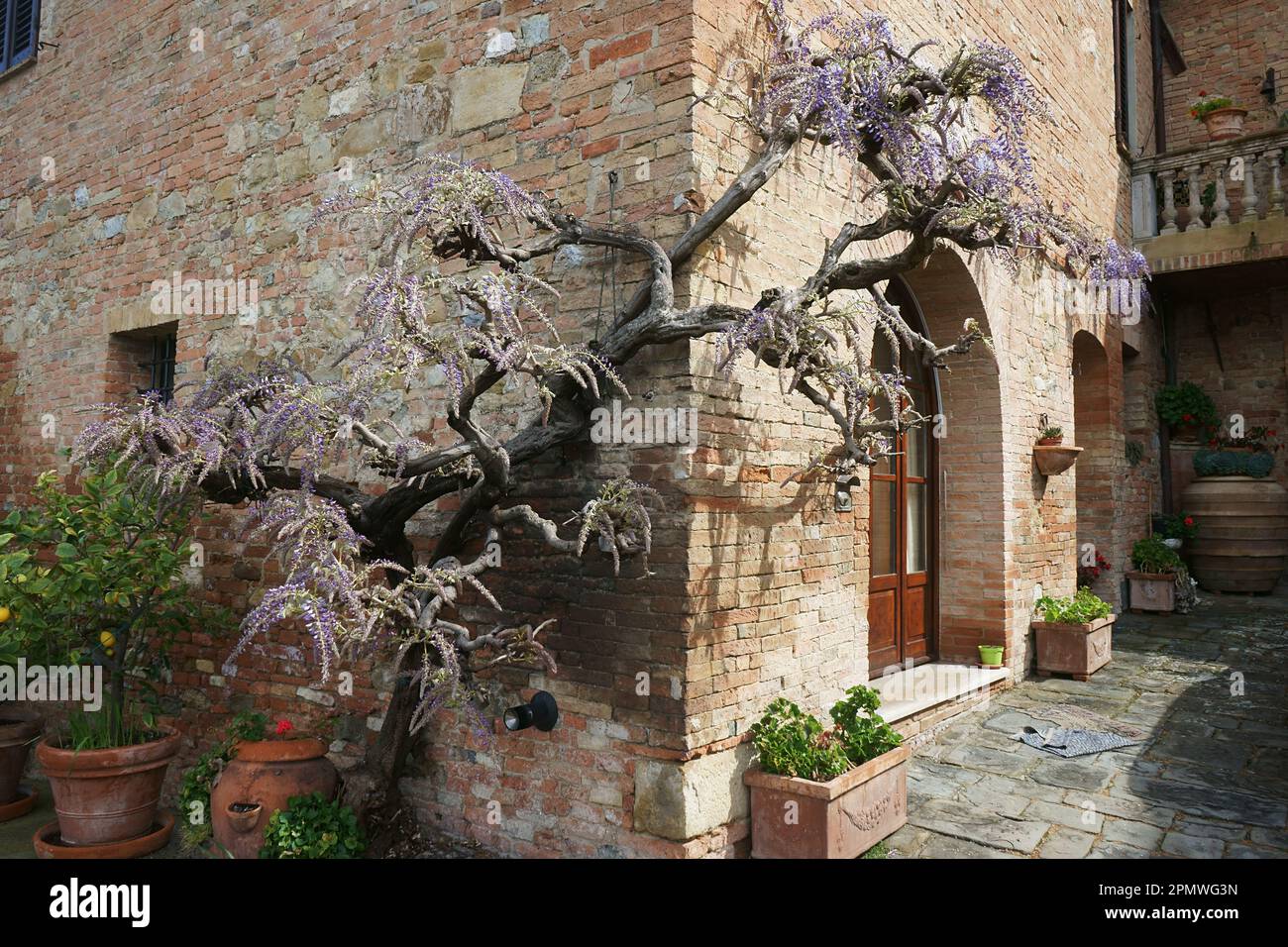 Wisteria sinensis Purple Wisteria sur un mur de maison dans le village de Vergelle, Montalcino, Toscane, Italie Banque D'Images