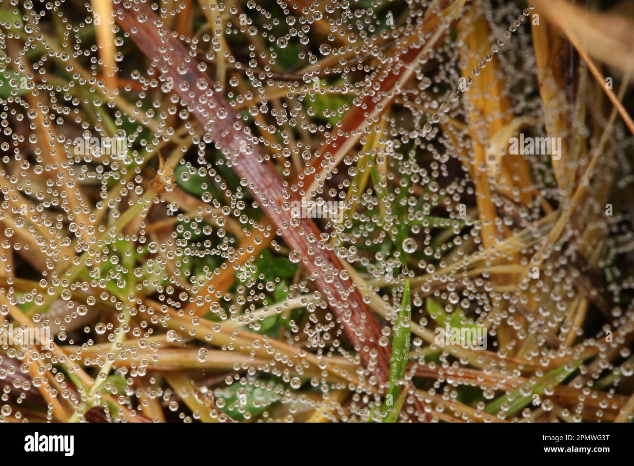 Macro rosée sur une toile d'araignées. Banque D'Images