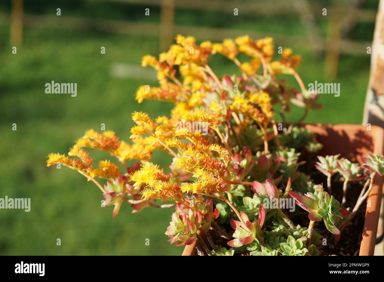 Close-up de Sedum Palmeri plante succulente avec des fleurs Banque D'Images