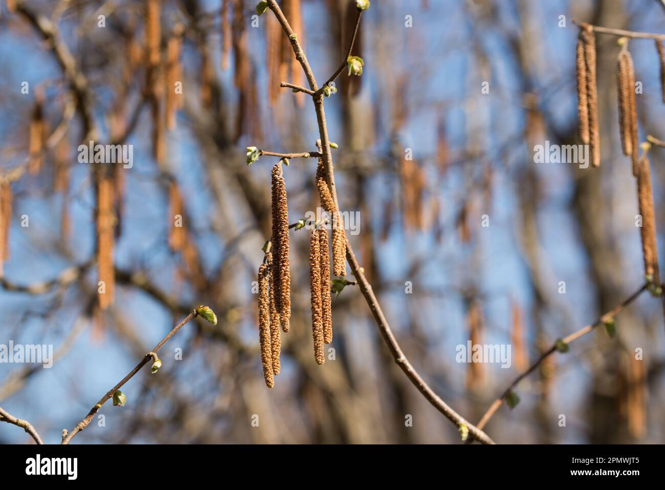 Corylus avellana, chatons mâles à noisette sur le point sélectif de gros plan de la branche Banque D'Images