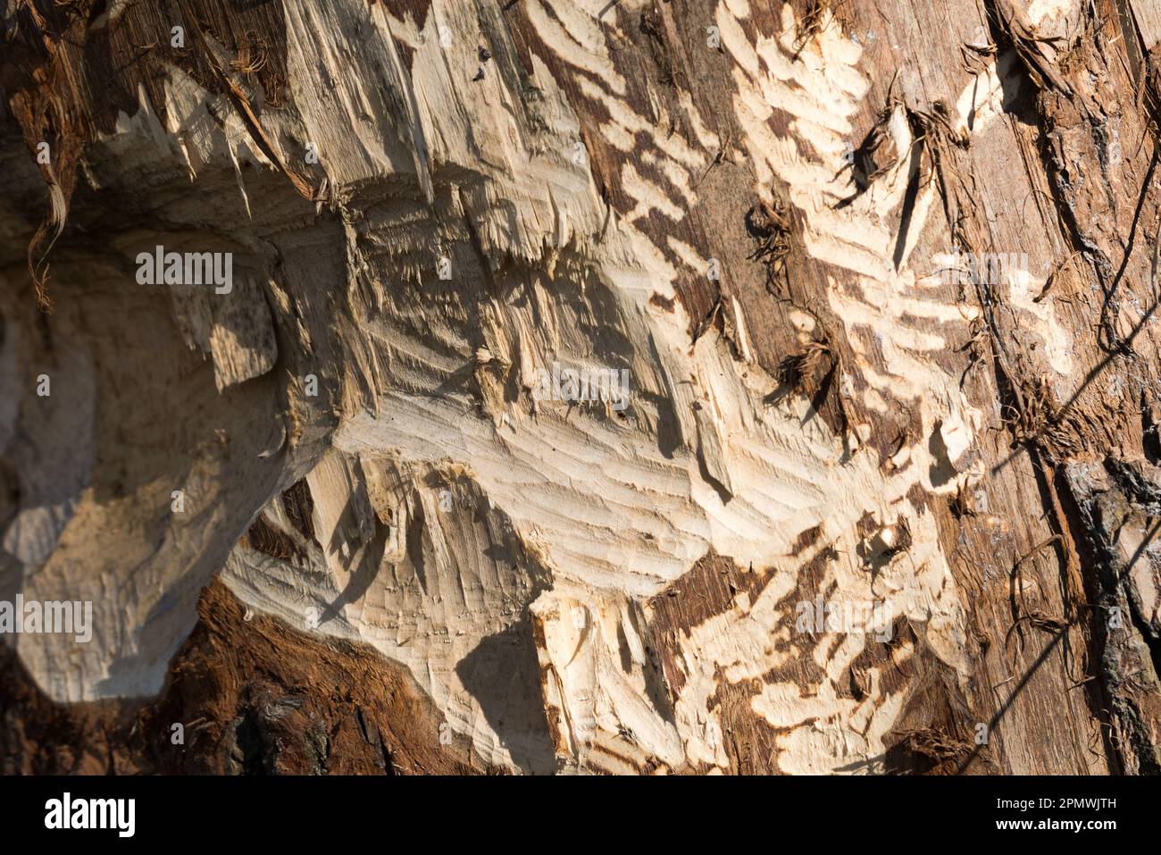 tronc d'arbre grignoté par le foyer sélectif des castors Banque D'Images