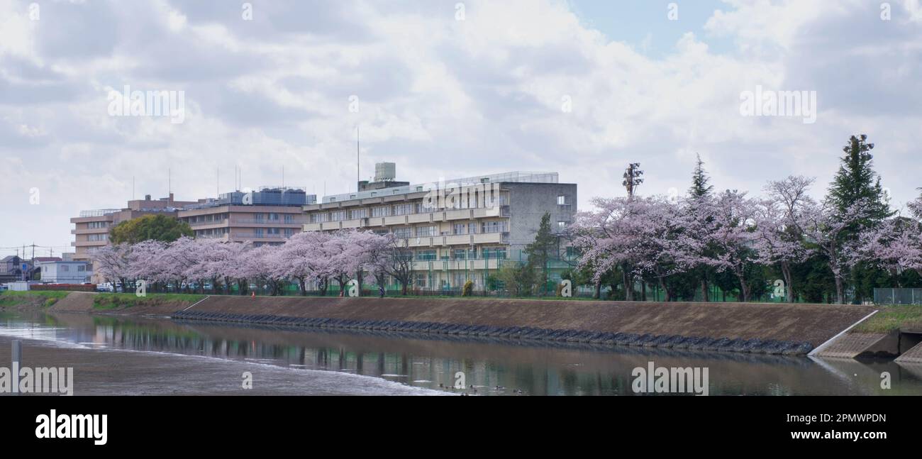 École secondaire junior de Kasukabe Municipal Midori avec fleurs fleuries fleuries en façade et hôpital de Chuo en arrière-plan le long de la rivière Furustone. Banque D'Images