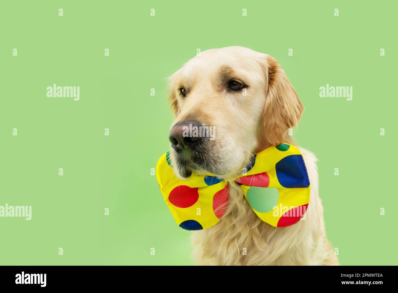 Portrait Golden Retriever chiot chien célébrant le carnaval, halloween portant un noeud papillon clown. Isolé sur fond vert Banque D'Images