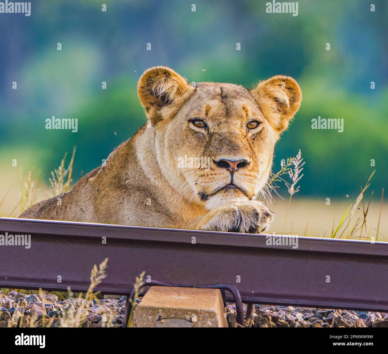Lions sur la voie ferrée Banque D'Images