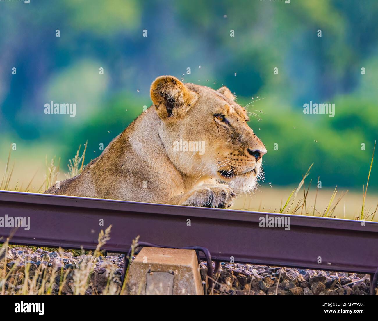 Lions sur la voie ferrée Banque D'Images
