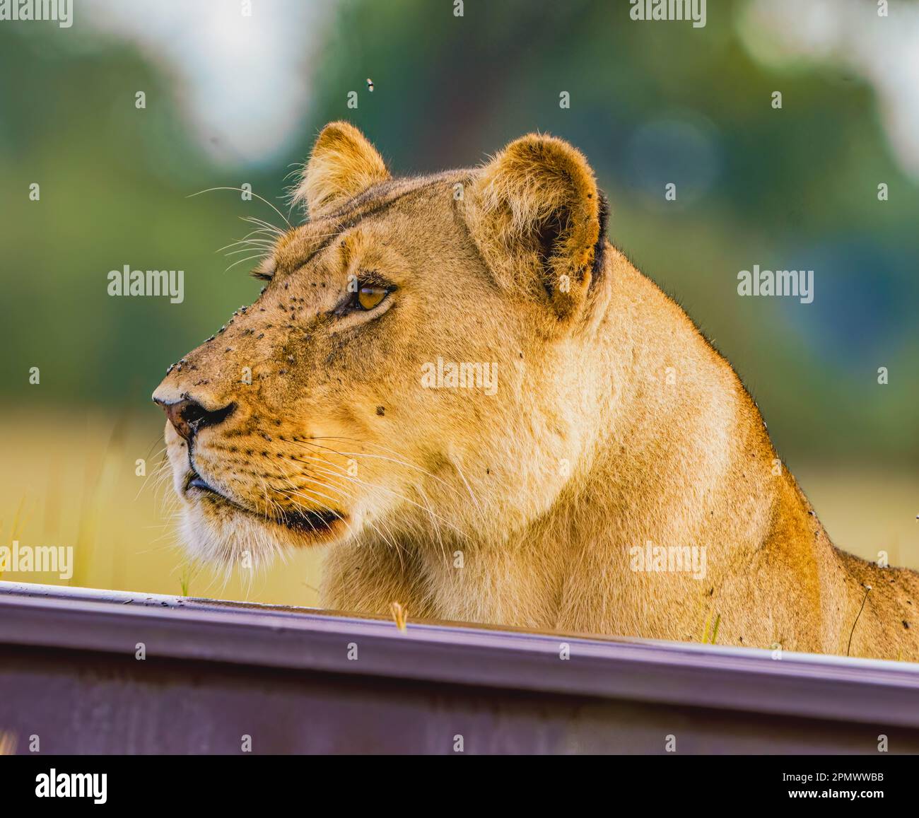 Lions sur la voie ferrée Banque D'Images