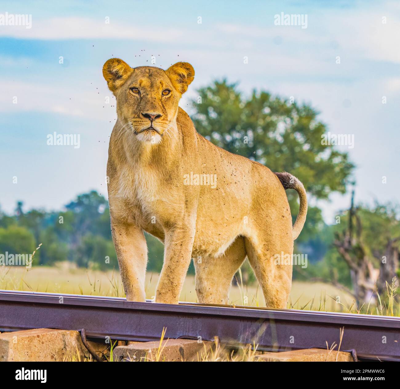 Lions sur la voie ferrée Banque D'Images