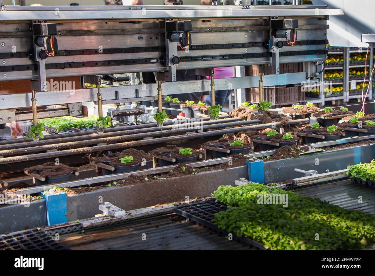 Machine n une serre pour planter de grandes quantités de semis en ...