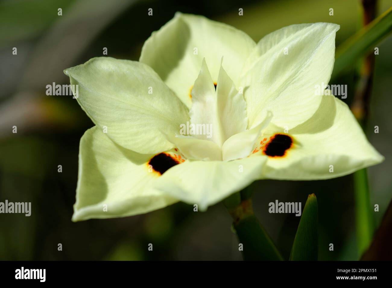Photo de la fleur de lys bicolor (Dietes bicolor) de l'iris sauvage Banque D'Images