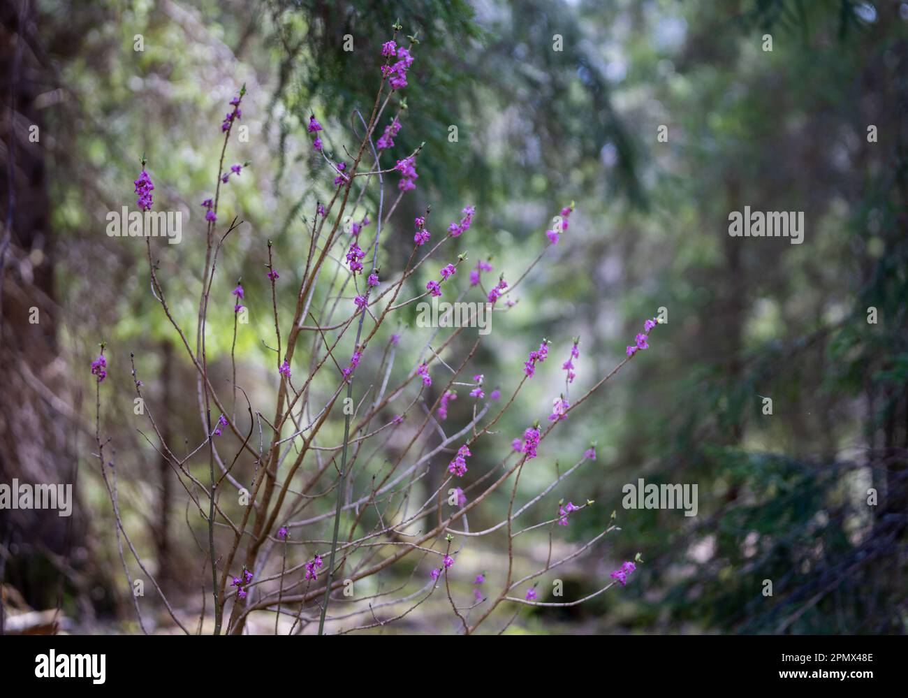 Daphne mezereum en fleurs au printemps. Communément connu sous le nom de mezereum, mezereon, February daphne, écureuil d'envie ou olive d'envie. Mise au point sur le premier plan. Banque D'Images